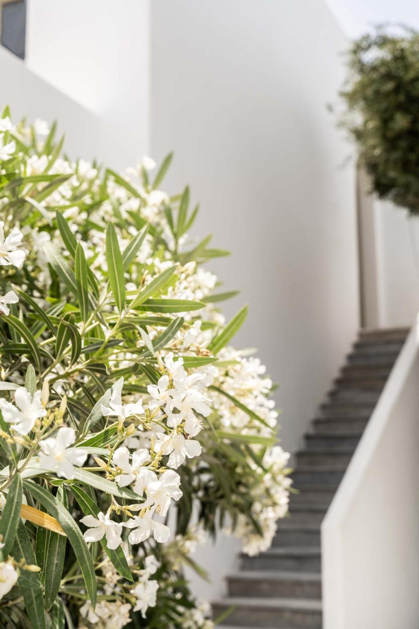 Philosophy Of Mykonos Boutique Hotel Mykonos Town Dış mekan fotoğraf